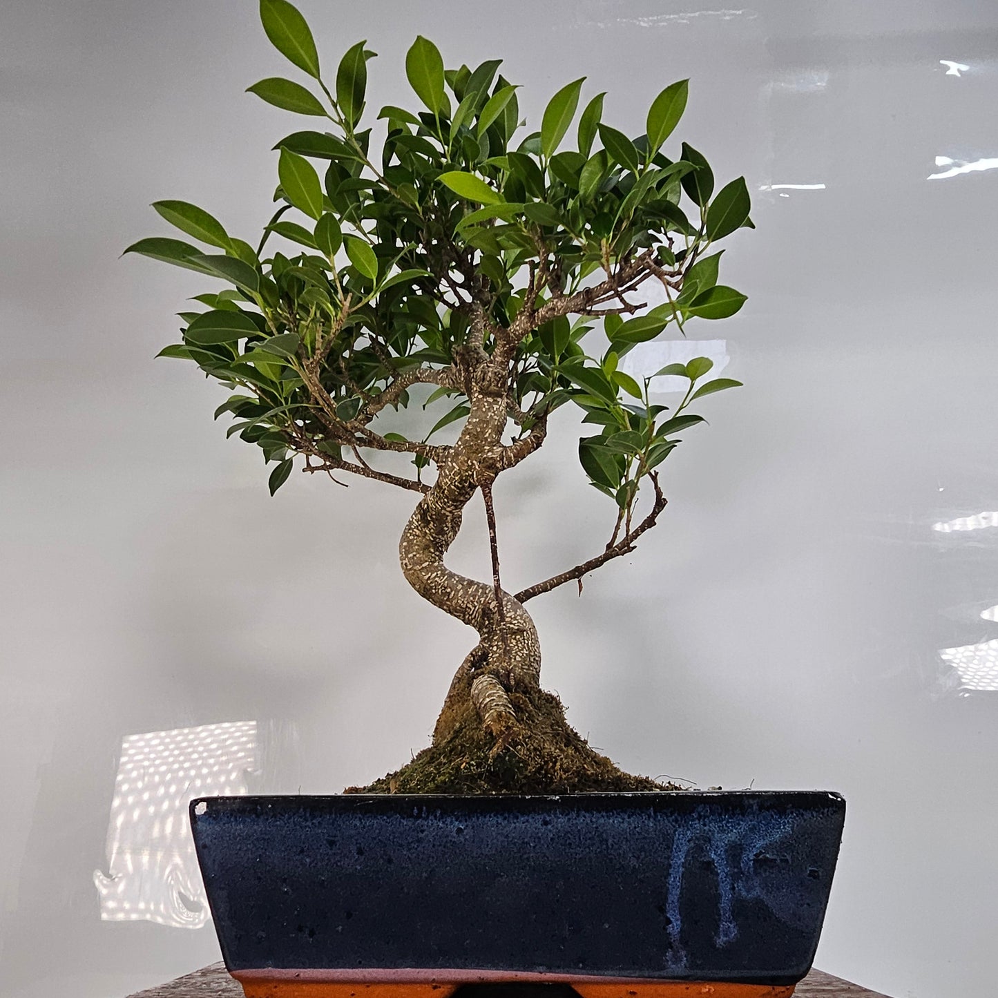 Ficus Microcarpa (Banyan Fig) Indoor Bonsai Tree | Shaped | In 30cm Pot