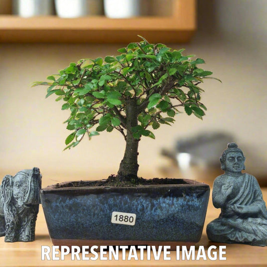 Chinese Elm (Ulmus Parvifolia) Bonsai Tree | Broom | In 15cm Pot