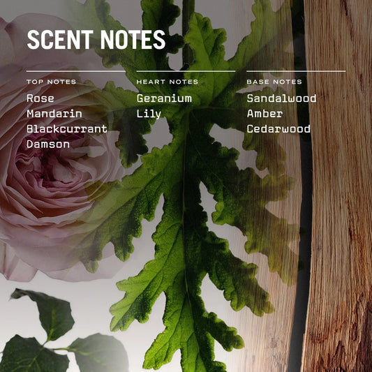 Medina Rose 100ml Reed Diffuser