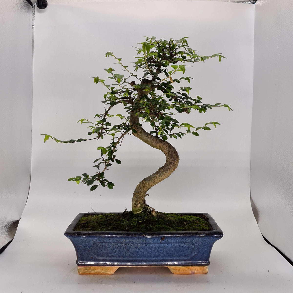 Chinese Elm (Ulmus Parvifolia) Bonsai Tree | Shaped | In 30cm Pot