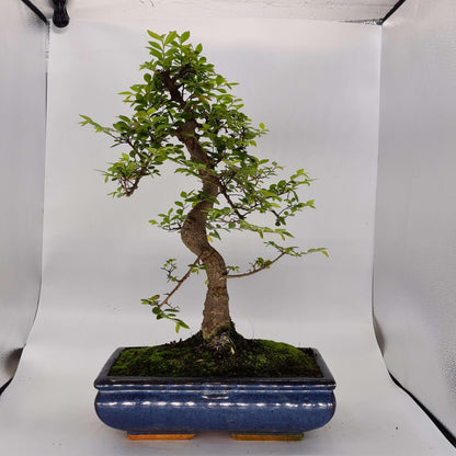 Chinese Elm (Ulmus Parvifolia) Bonsai Tree | Shaped | In 30cm Pot