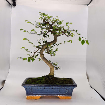 Chinese Elm (Ulmus Parvifolia) Bonsai Tree | Shaped | In 30cm Pot
