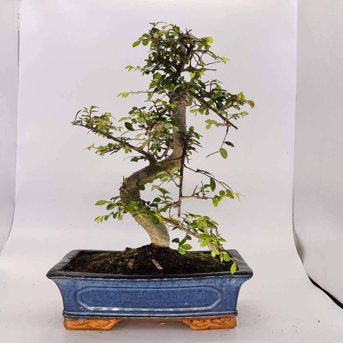 Chinese Elm (Ulmus Parvifolia) Bonsai Tree | Shaped | In 30cm Pot