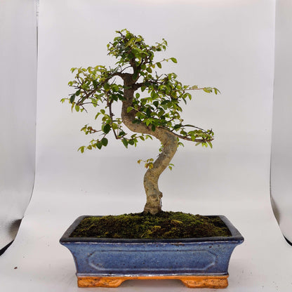 Chinese Elm (Ulmus Parvifolia) Bonsai Tree | Shaped | In 30cm Pot