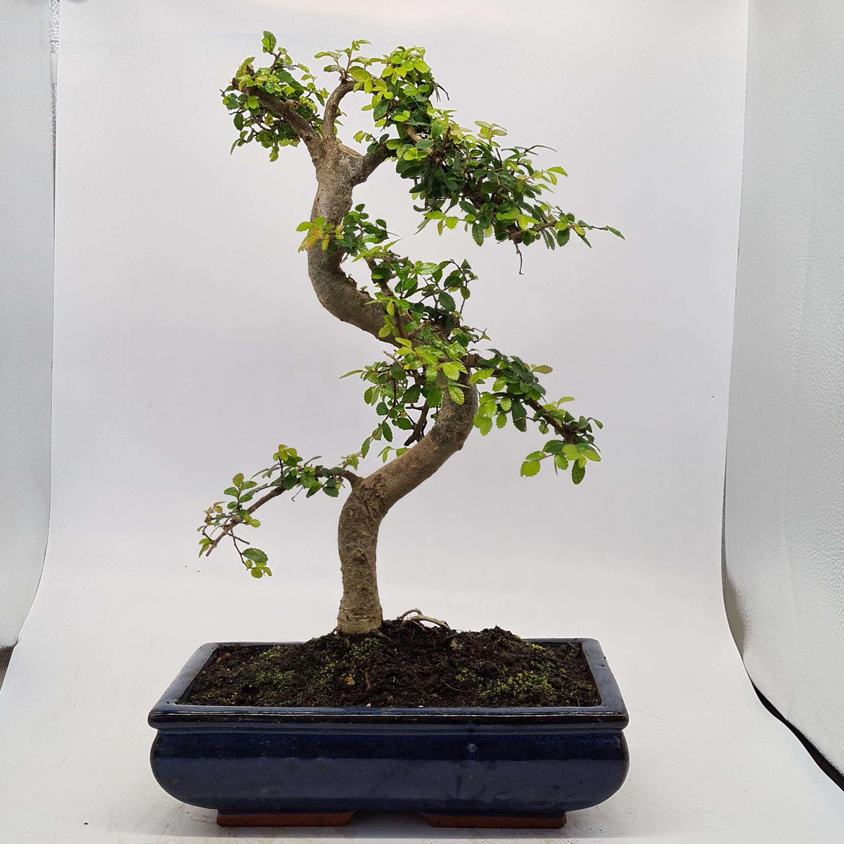 Chinese Elm (Ulmus Parvifolia) Bonsai Tree | Shaped | In 30cm Pot