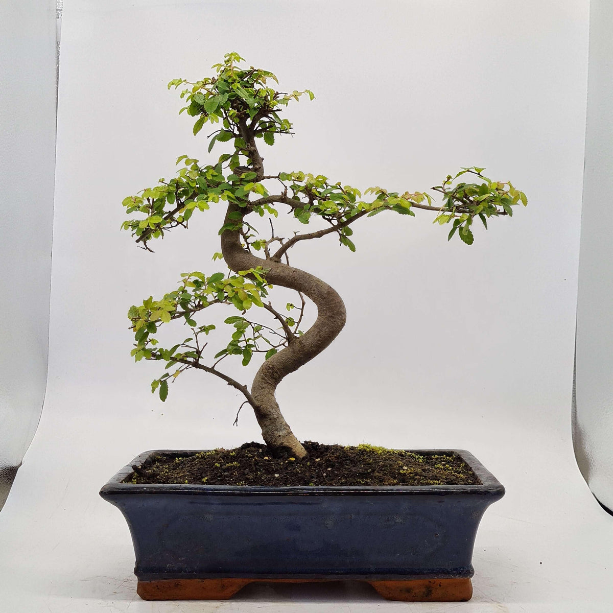 Chinese Elm (Ulmus Parvifolia) Bonsai Tree | Shaped | In 30cm Pot