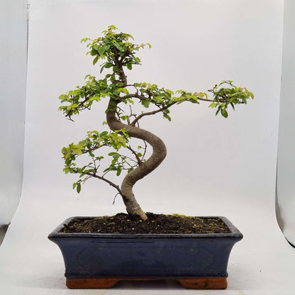 Chinese Elm (Ulmus Parvifolia) Bonsai Tree | Shaped | In 30cm Pot
