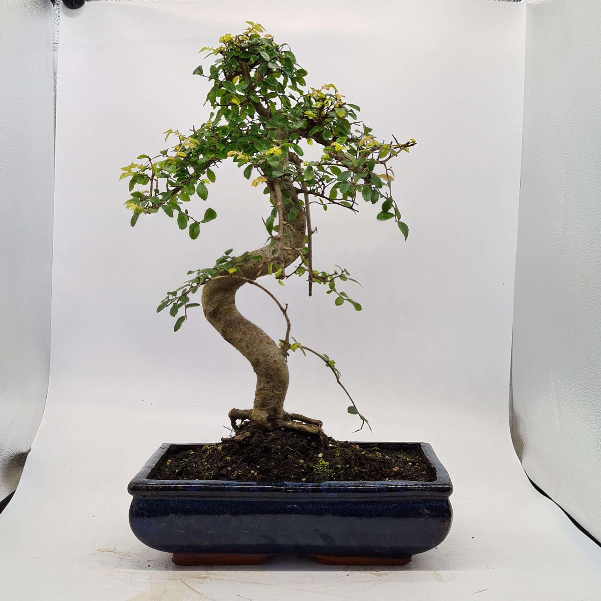 Chinese Elm (Ulmus Parvifolia) Bonsai Tree | Shaped | In 30cm Pot