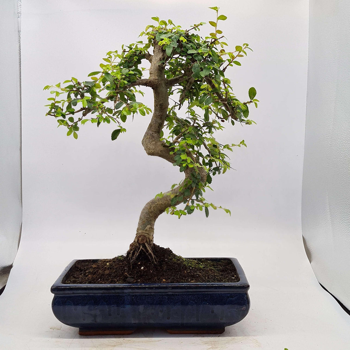Chinese Elm (Ulmus Parvifolia) Bonsai Tree | Shaped | In 30cm Pot