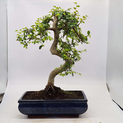 Chinese Elm (Ulmus Parvifolia) Bonsai Tree | Shaped | In 30cm Pot