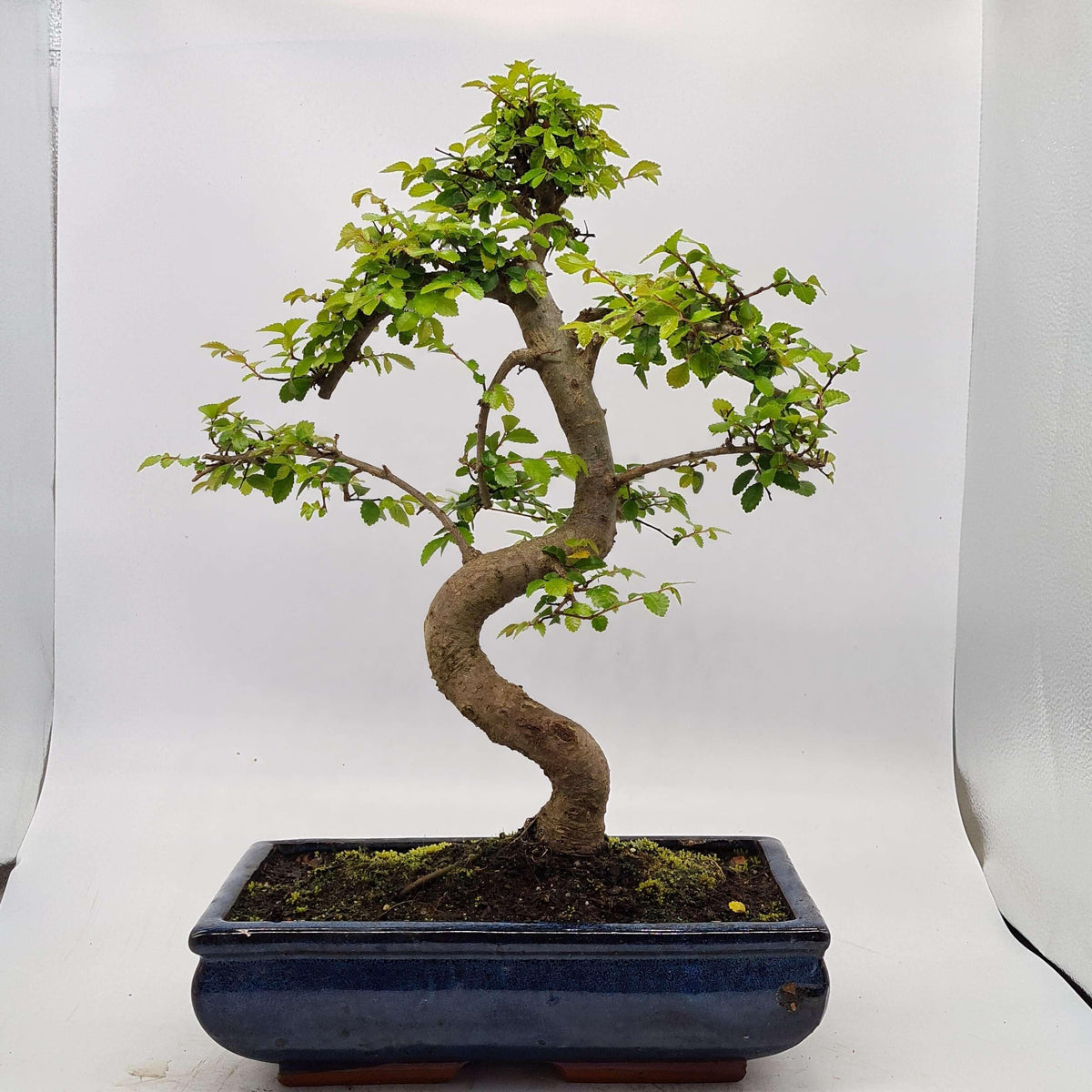 Chinese Elm (Ulmus Parvifolia) Bonsai Tree | Shaped | In 30cm Pot