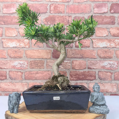 Buddhist Pine (Podocarpus Micro) Bonsai Tree | Shaped | In 30cm Pot