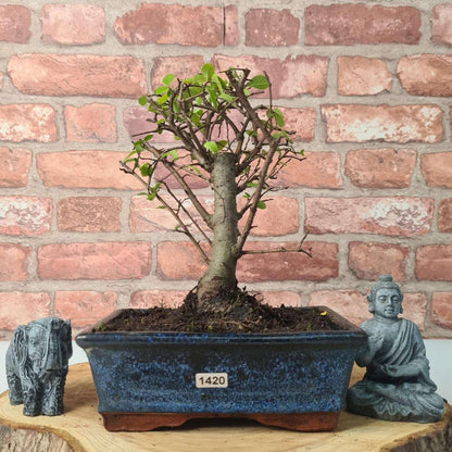 Chinese Elm (Ulmus Parvifolia) Bonsai Tree | Broom | In 20cm Pot