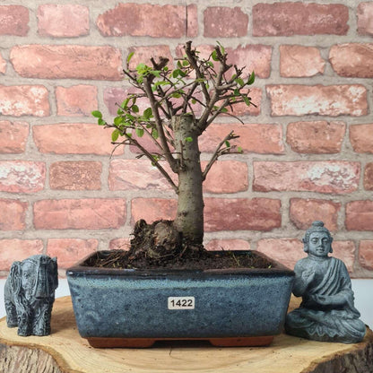 Chinese Elm (Ulmus Parvifolia) Bonsai Tree | Broom | In 20cm Pot