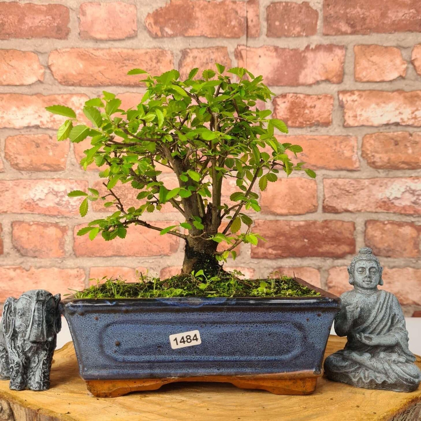 Chinese Elm (Ulmus Parvifolia) Bonsai Tree | Broom | In 20cm Pot