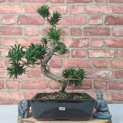 Buddhist Pine (Podocarpus Micro) Bonsai Tree | Shaped | In 30cm Pot