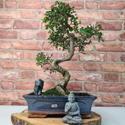 Chinese Elm (Ulmus Parvifolia) Bonsai Tree | Shaped | In 30cm Pot