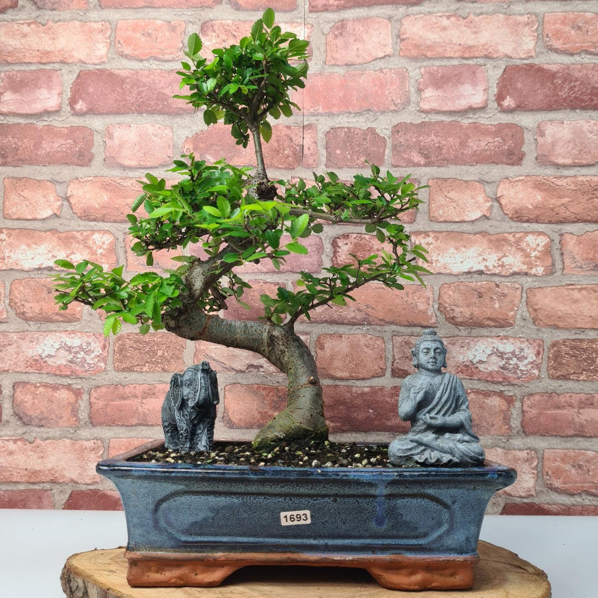 Chinese Elm (Ulmus Parvifolia) Bonsai Tree | Shaped | In 30cm Pot