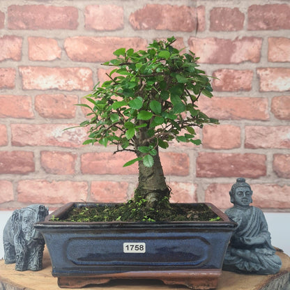 Chinese Elm (Ulmus Parvifolia) Bonsai Tree | Broom | In 20cm Pot