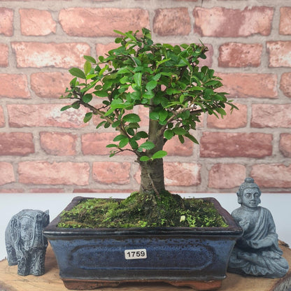 Chinese Elm (Ulmus Parvifolia) Bonsai Tree | Broom | In 20cm Pot