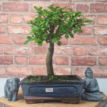 Chinese Elm (Ulmus Parvifolia) Bonsai Tree | Broom | In 20cm Pot