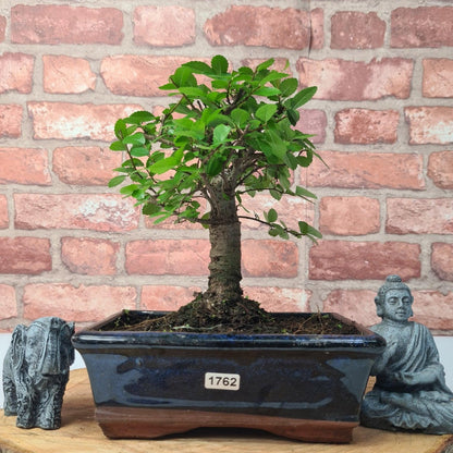 Chinese Elm (Ulmus Parvifolia) Bonsai Tree | Broom | In 20cm Pot