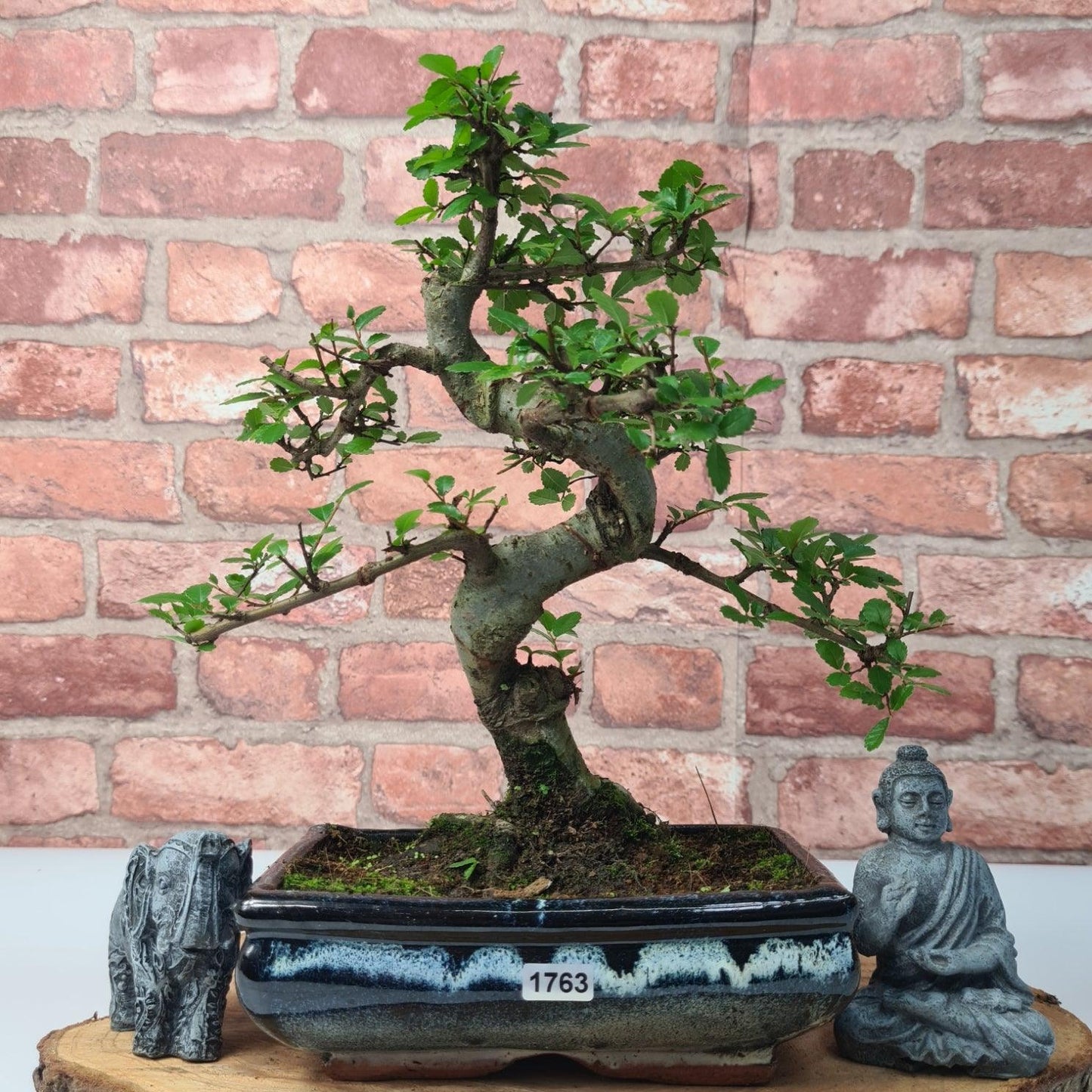 Chinese Elm (Ulmus Parvifolia) Bonsai Tree | Shaped | In 20cm Pot