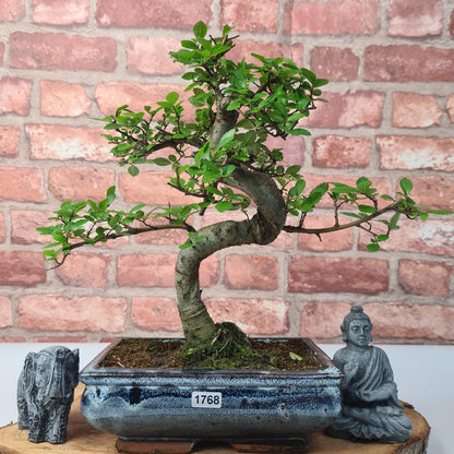 Chinese Elm (Ulmus Parvifolia) Bonsai Tree | Shaped | In 20cm Pot