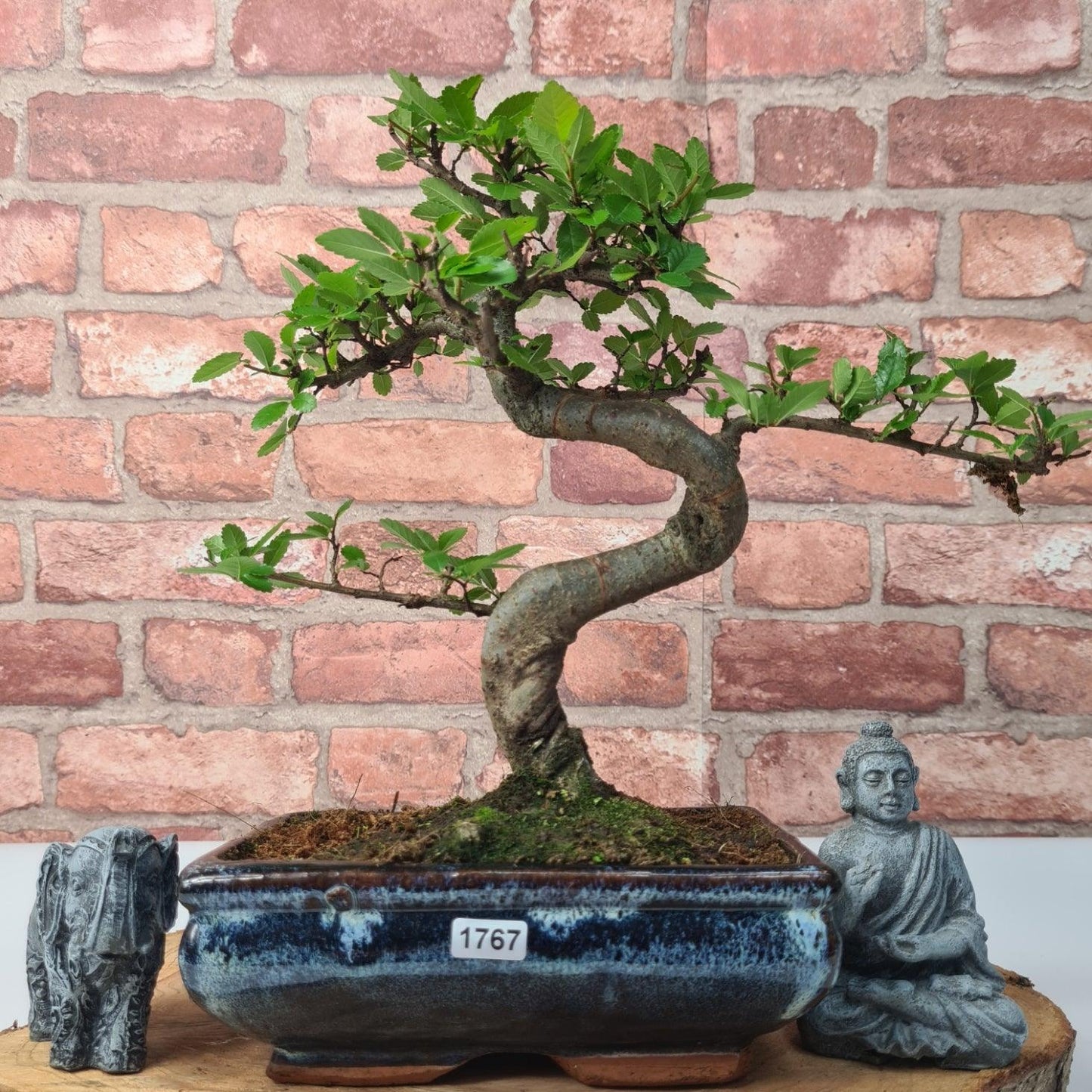 Chinese Elm (Ulmus Parvifolia) Bonsai Tree | Shaped | In 20cm Pot