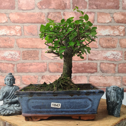 Chinese Elm (Ulmus Parvifolia) Bonsai Tree | Broom | In 20cm Pot