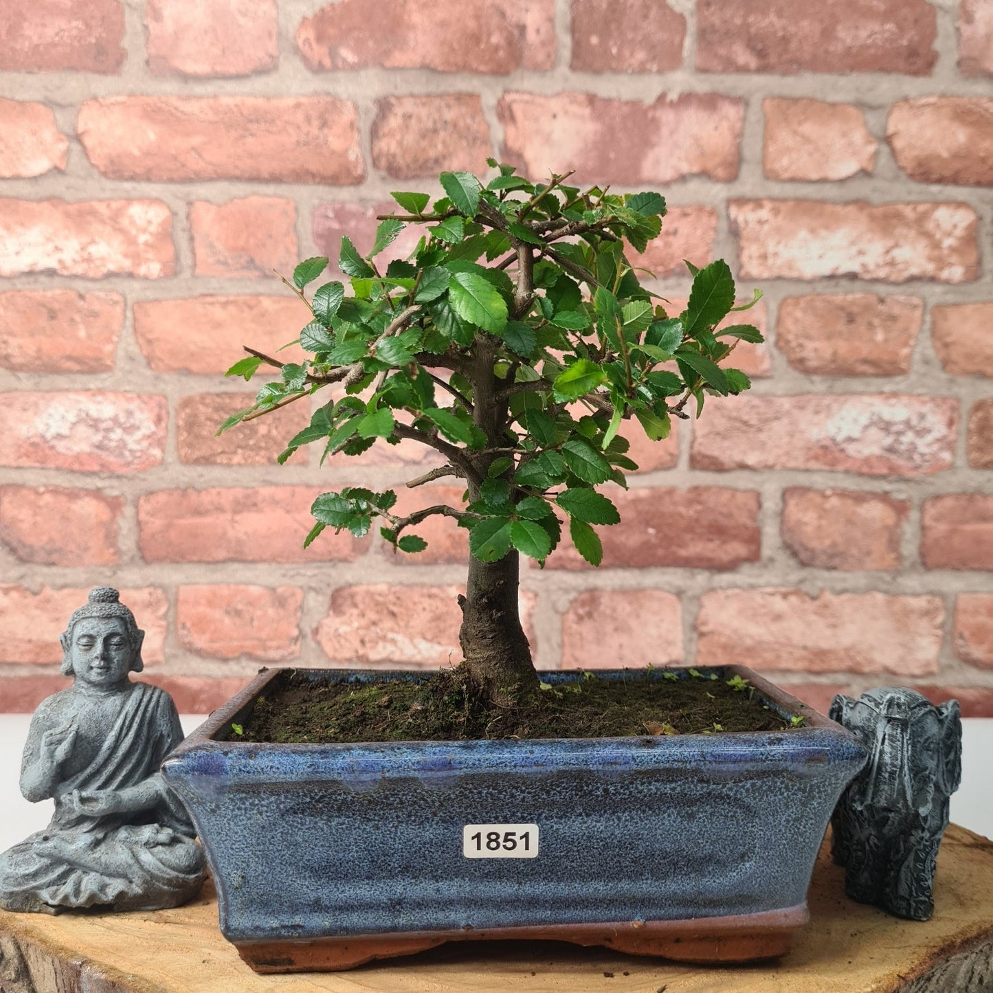Chinese Elm (Ulmus Parvifolia) Bonsai Tree | Broom | In 20cm Pot