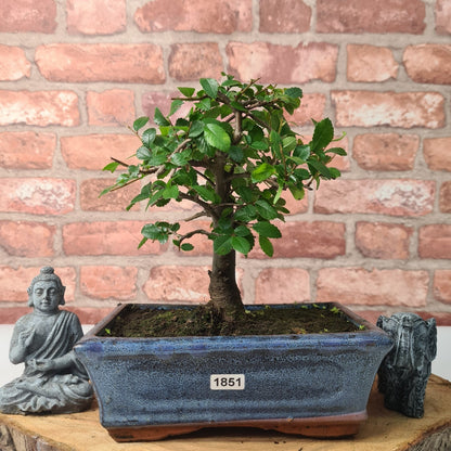 Chinese Elm (Ulmus Parvifolia) Bonsai Tree | Broom | In 20cm Pot