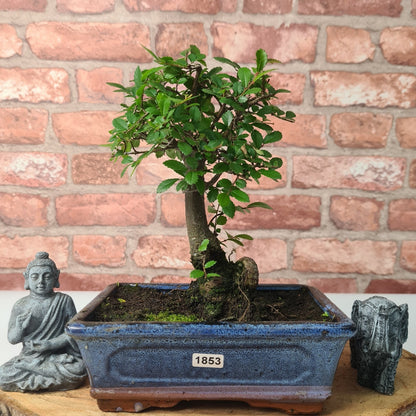 Chinese Elm (Ulmus Parvifolia) Bonsai Tree | Broom | In 20cm Pot