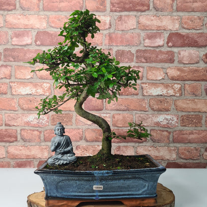 Chinese Elm (Ulmus Parvifolia) Bonsai Tree | Shaped | In 30cm Pot