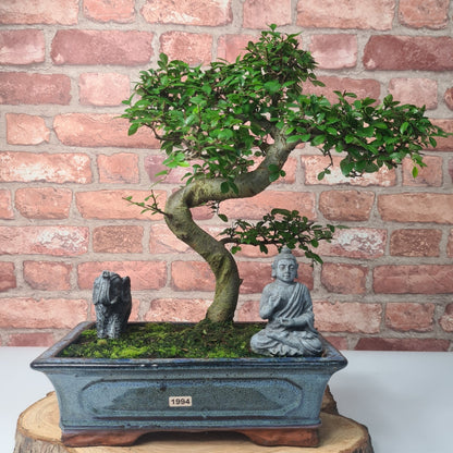 Chinese Elm (Ulmus Parvifolia) Bonsai Tree | Shaped | In 30cm Pot