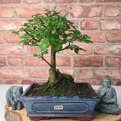 Chinese Elm (Ulmus Parvifolia) Bonsai Tree | Broom | In 20cm Pot