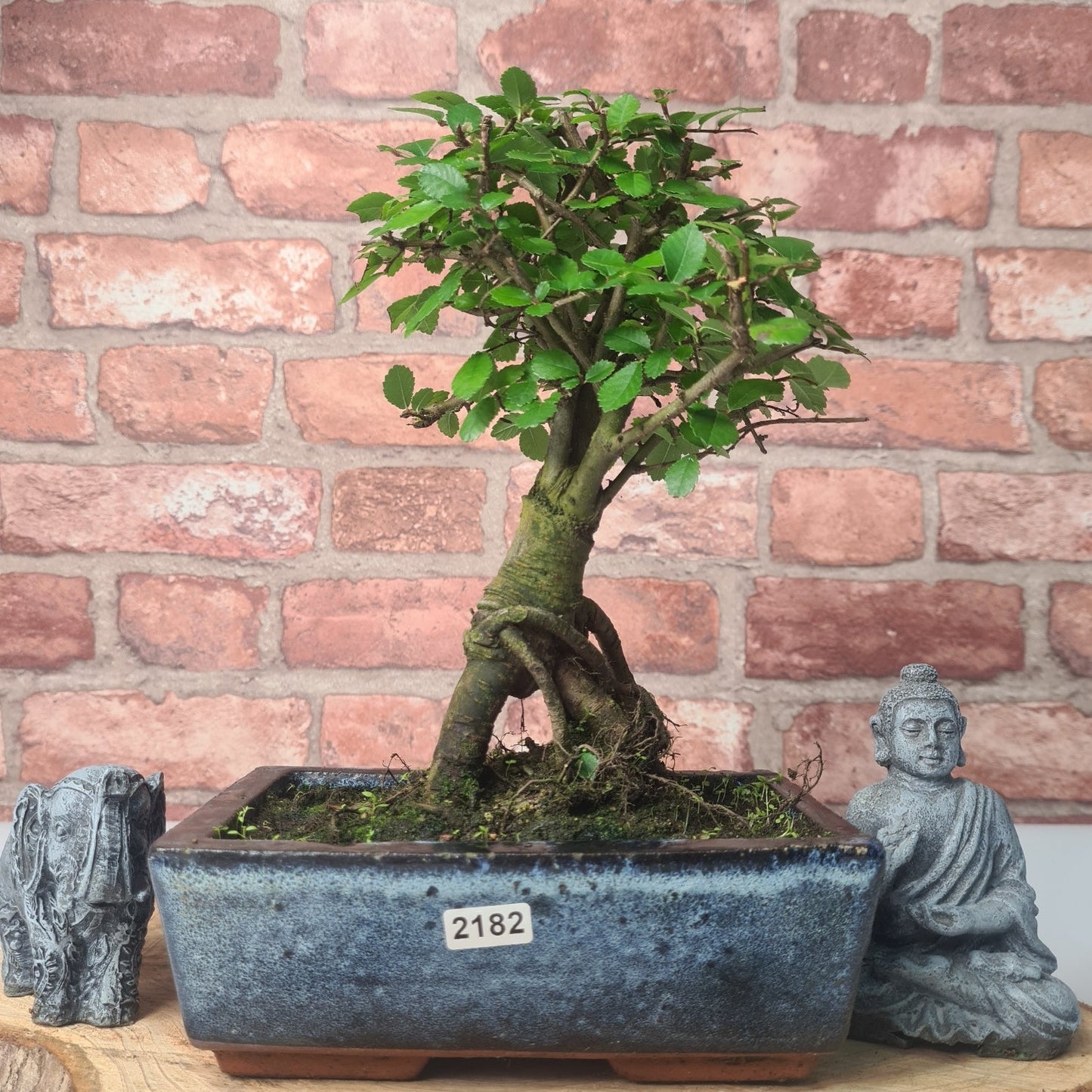 Chinese Elm (Ulmus Parvifolia) Bonsai Tree | Broom | In 20cm Pot