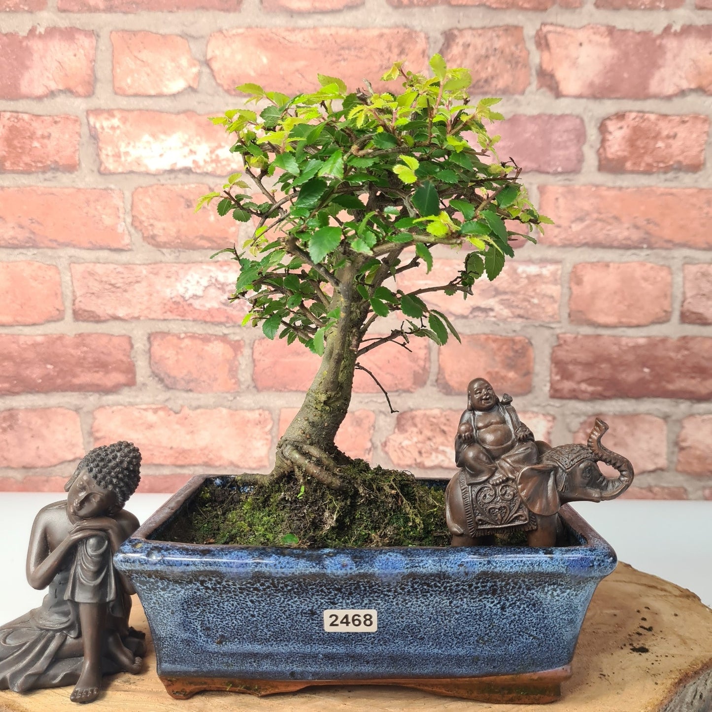 Chinese Elm (Ulmus Parvifolia) Bonsai Tree | Broom | In 20cm Pot