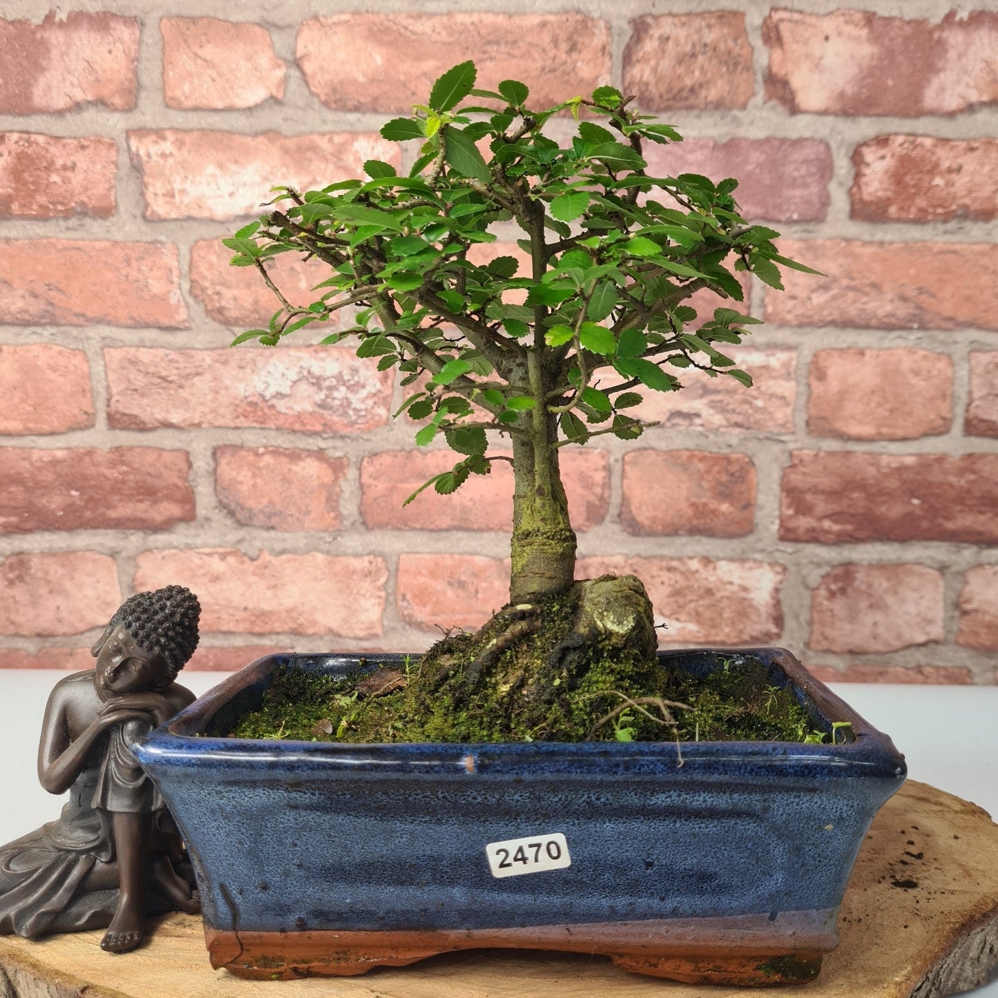 Chinese Elm (Ulmus Parvifolia) Bonsai Tree | Broom | In 20cm Pot