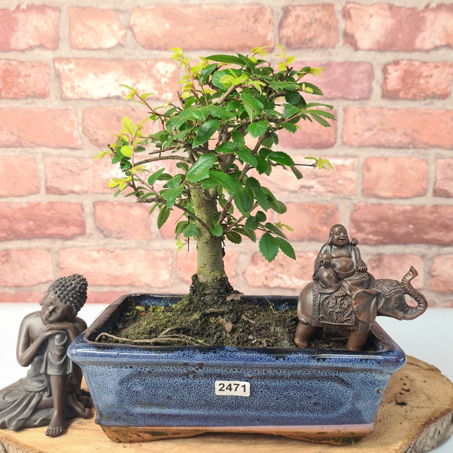 Chinese Elm (Ulmus Parvifolia) Bonsai Tree | Broom | In 20cm Pot