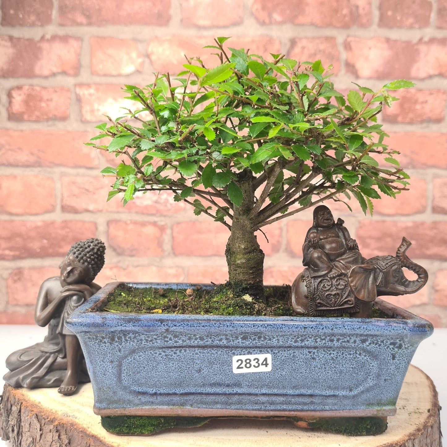 Chinese Elm (Ulmus Parvifolia) Bonsai Tree | Broom | In 20cm Pot