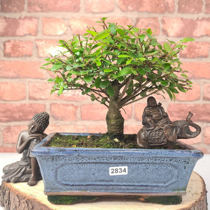 Chinese Elm (Ulmus Parvifolia) Bonsai Tree | Broom | In 20cm Pot