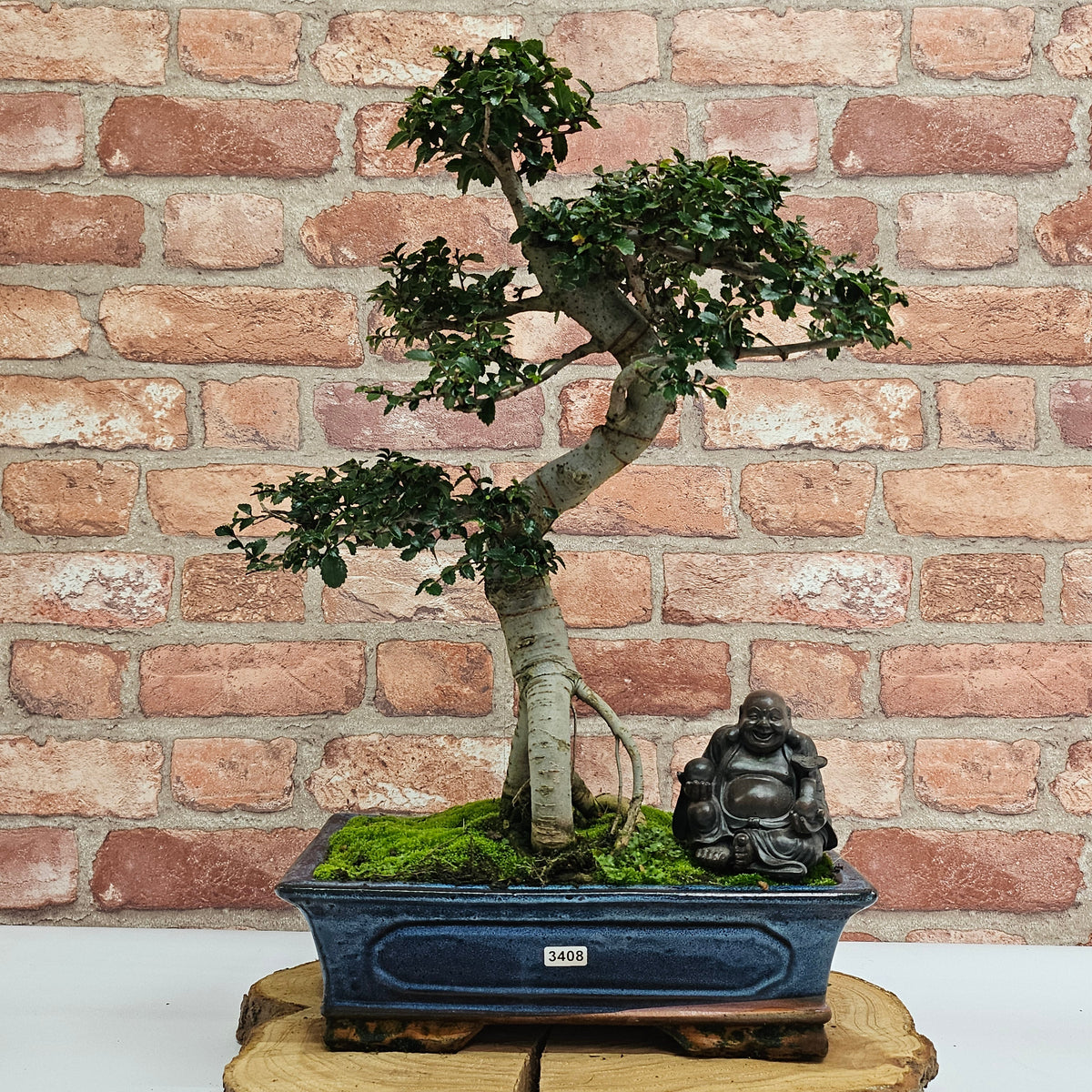Chinese Elm (Ulmus Parvifolia) Bonsai Tree | Shaped | In 30cm Pot