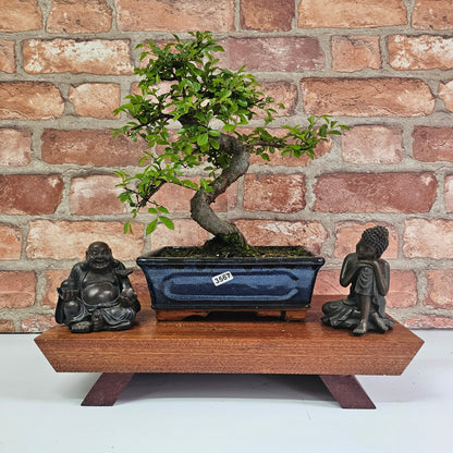 Chinese Elm (Ulmus Parvifolia) Bonsai Tree | Shaped | In 20cm Pot