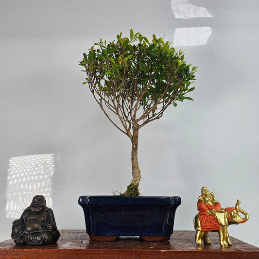Brush Cherry (Syzygium) Bonsai Tree | Broom | In 15cm Pot