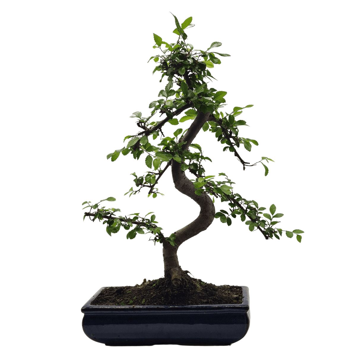 Chinese Elm (Ulmus Parvifolia) Bonsai Tree | Shaped | In 30cm Pot