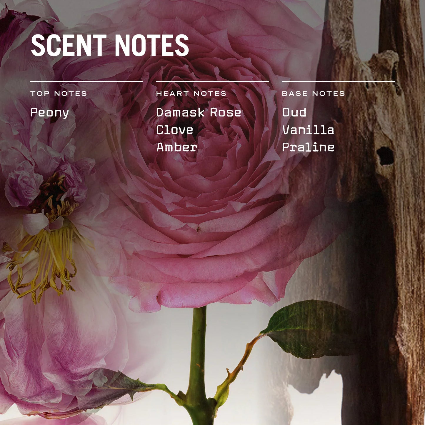 Oud Fortune 250g Scented Soy Candle Refill